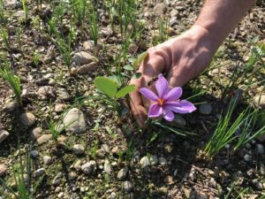 Il Fiore Di Zafferano