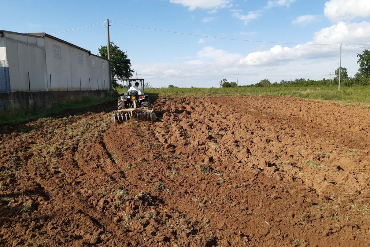 Preparazione del campo di zafferano